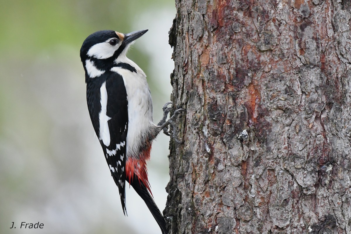 Great Spotted Woodpecker - ML110379981