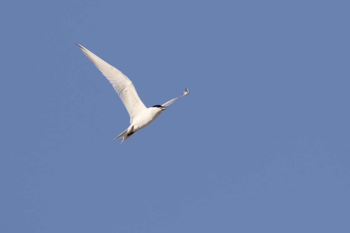 Gull-billed Tern - Ryan Zucker