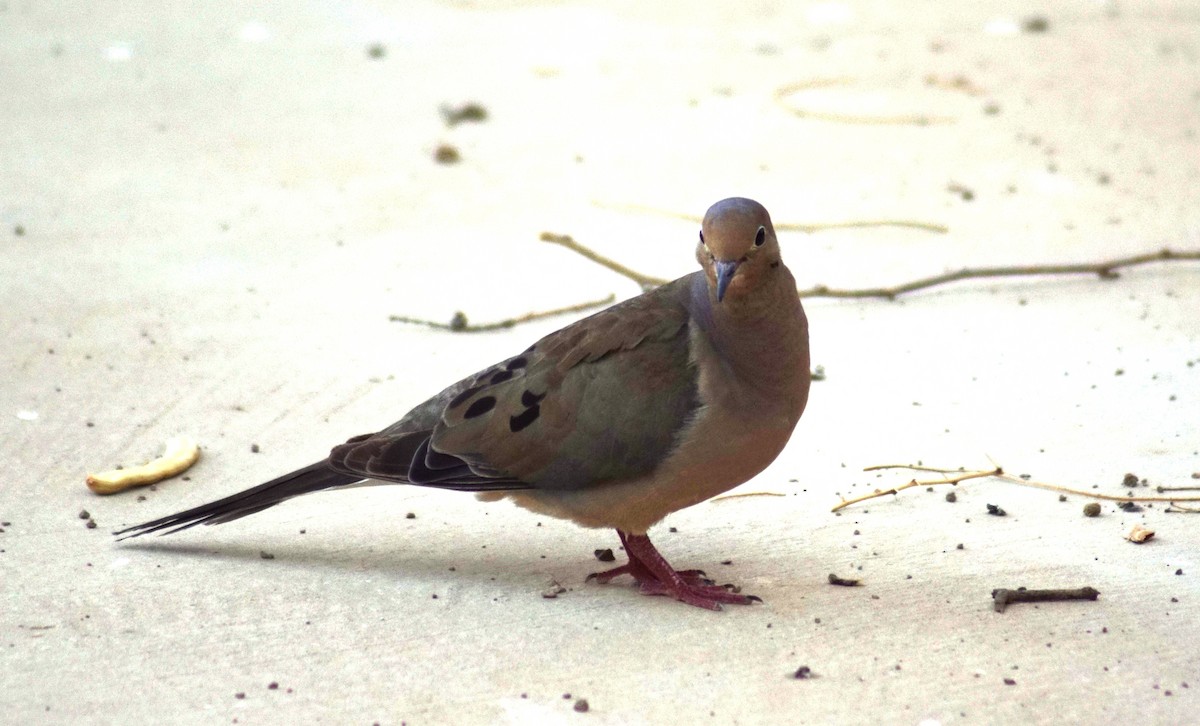 Mourning Dove - Peter Kavouras