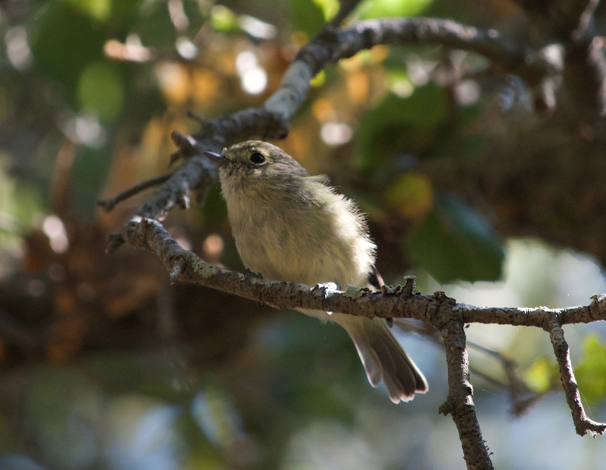 Hutton's Vireo - Eric Storms