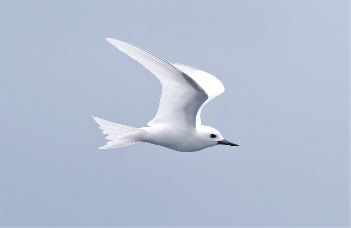 White Tern - Jeff Tingle