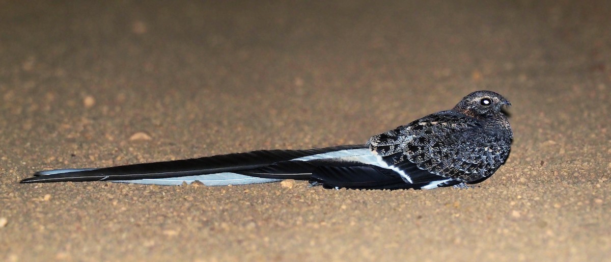 Pennant-winged Nightjar - Andrew Spencer