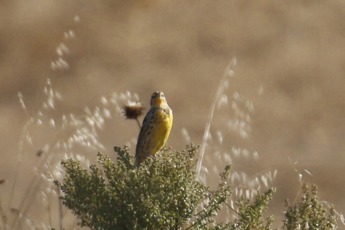 Western Meadowlark - Donna Pomeroy