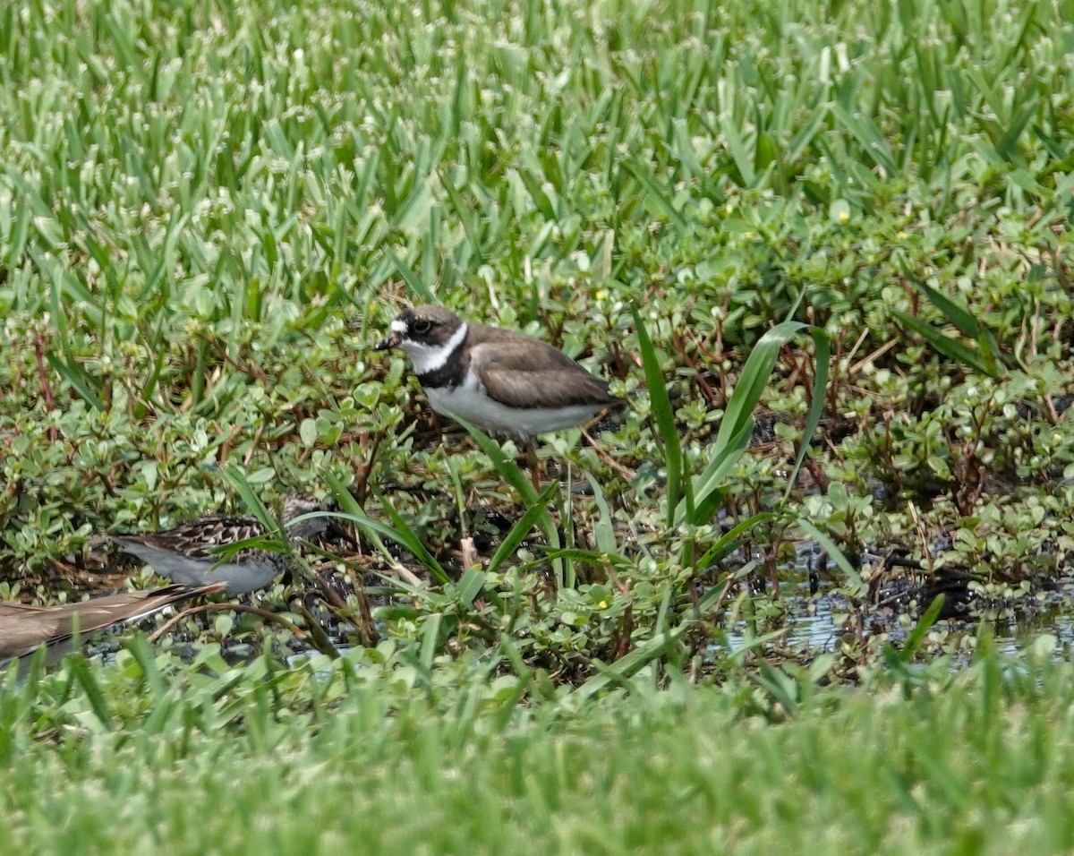 Semipalmated Plover - ML110396601