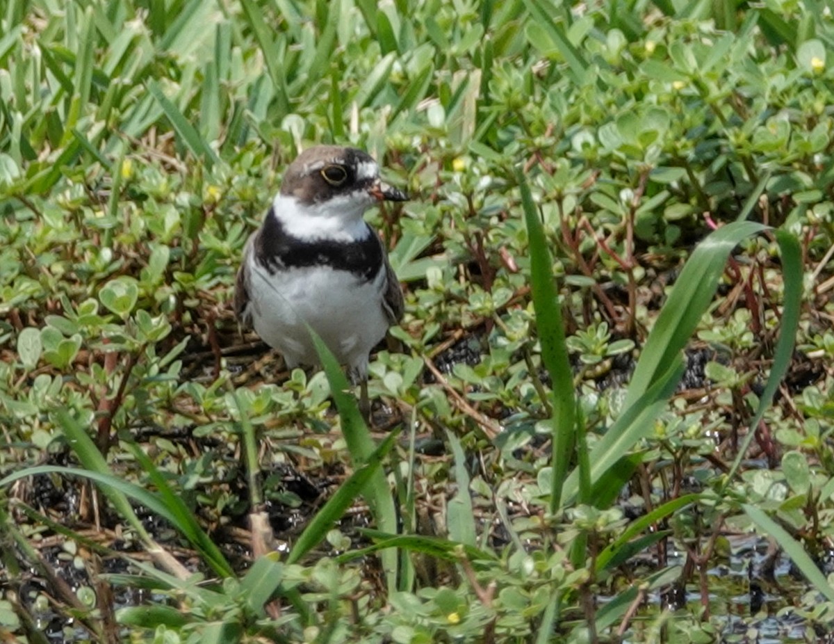 Semipalmated Plover - ML110396611