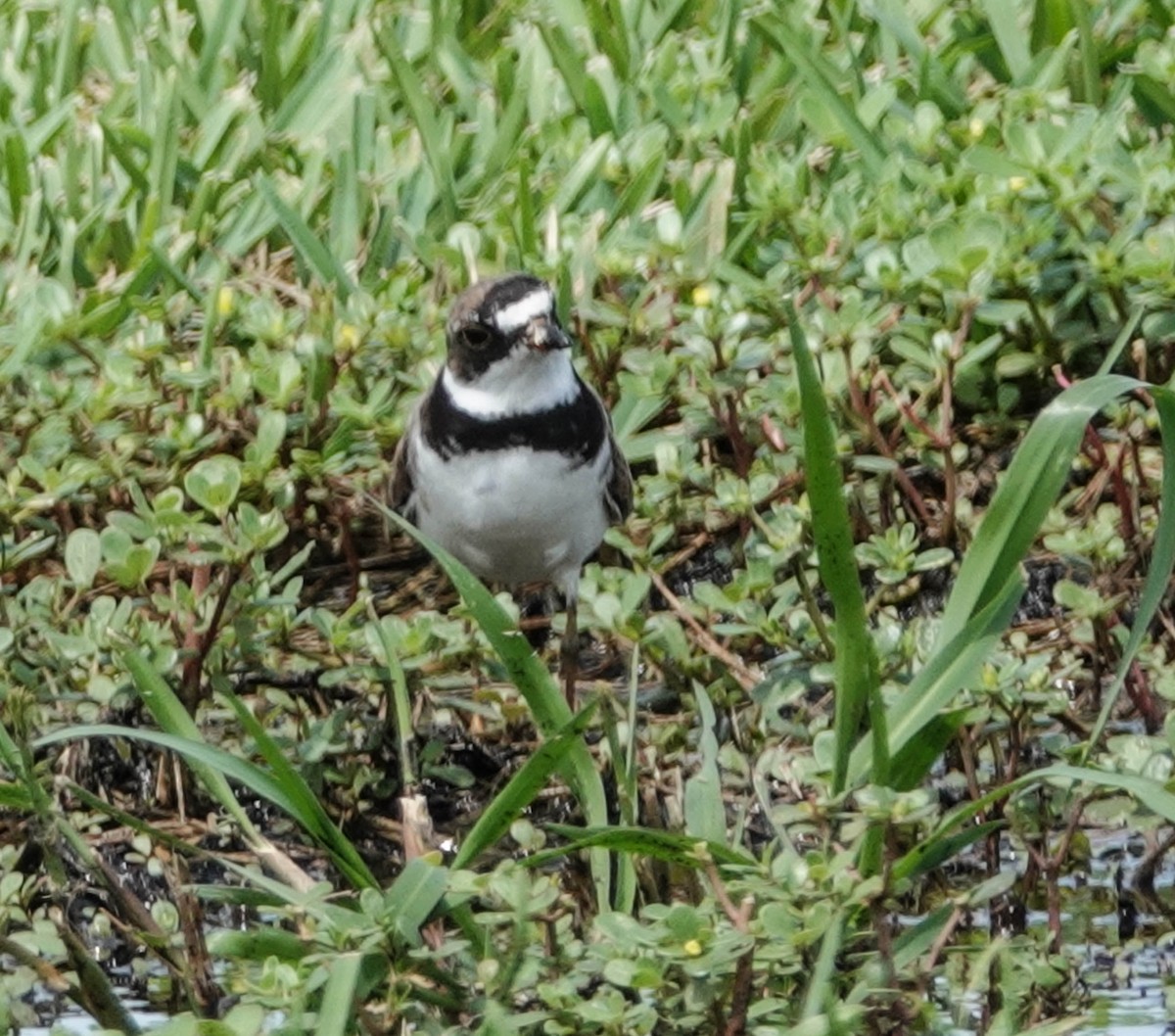 Semipalmated Plover - Doreen LePage