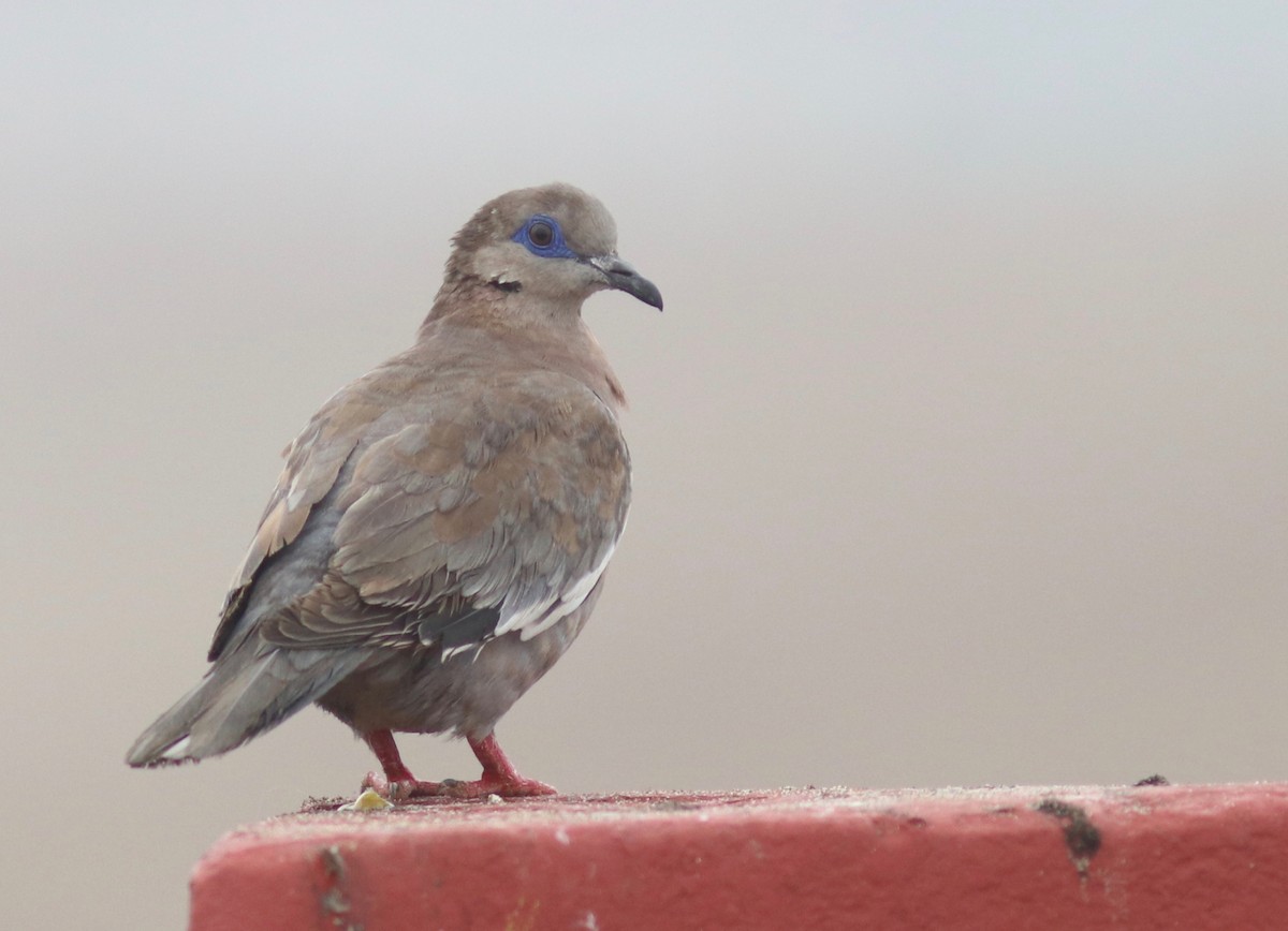 West Peruvian Dove - ML110398431