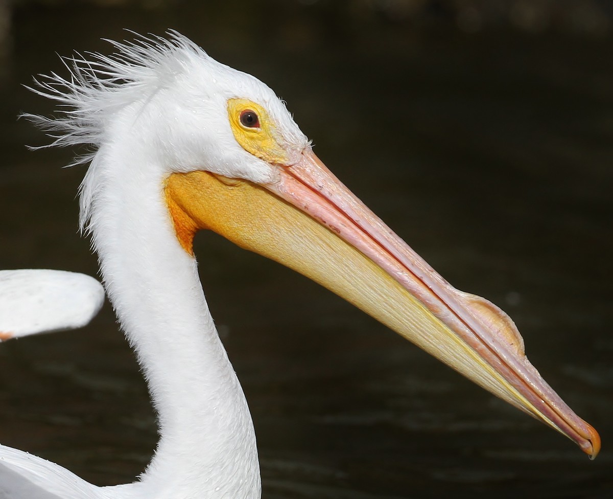 American White Pelican - Alex Lamoreaux
