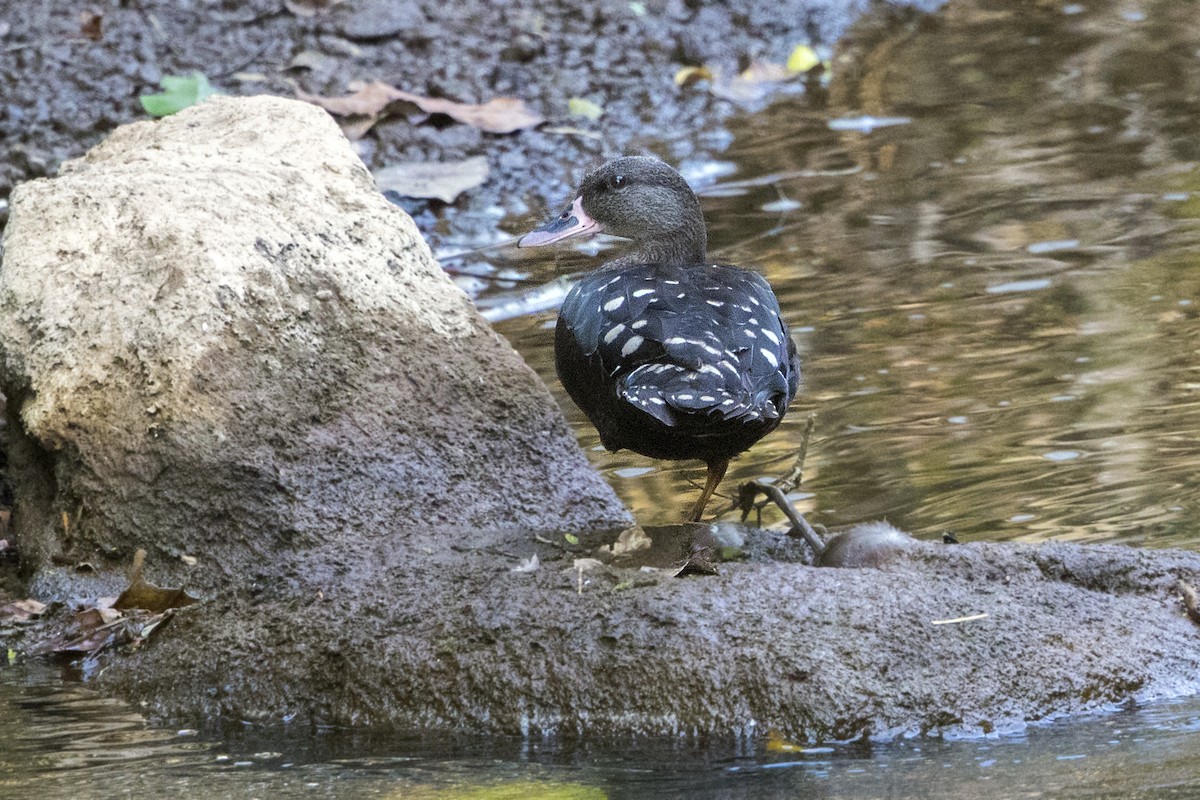 African Black Duck - ML110405261