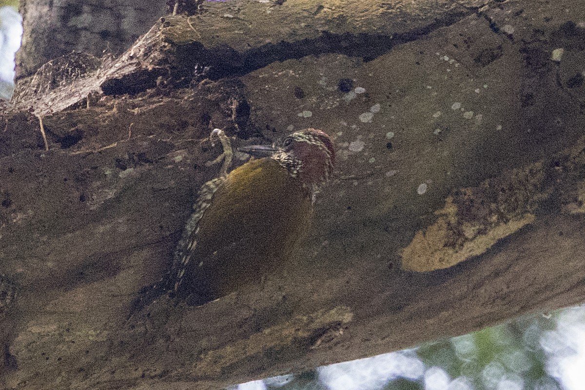 Brown-eared Woodpecker - ML110406301