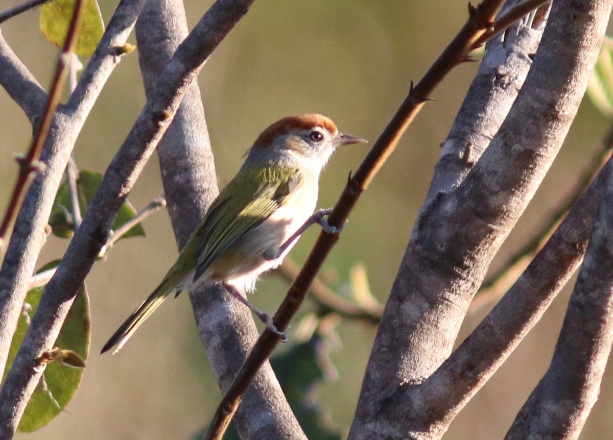 ML110406471 - Gray-eyed Greenlet - Macaulay Library