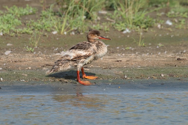 Red-breasted Merganser