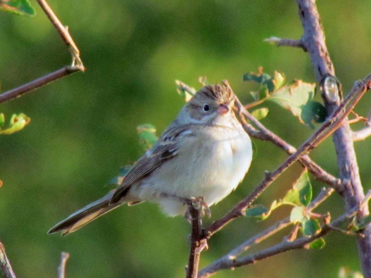 Clay-colored Sparrow - Tanja Britton