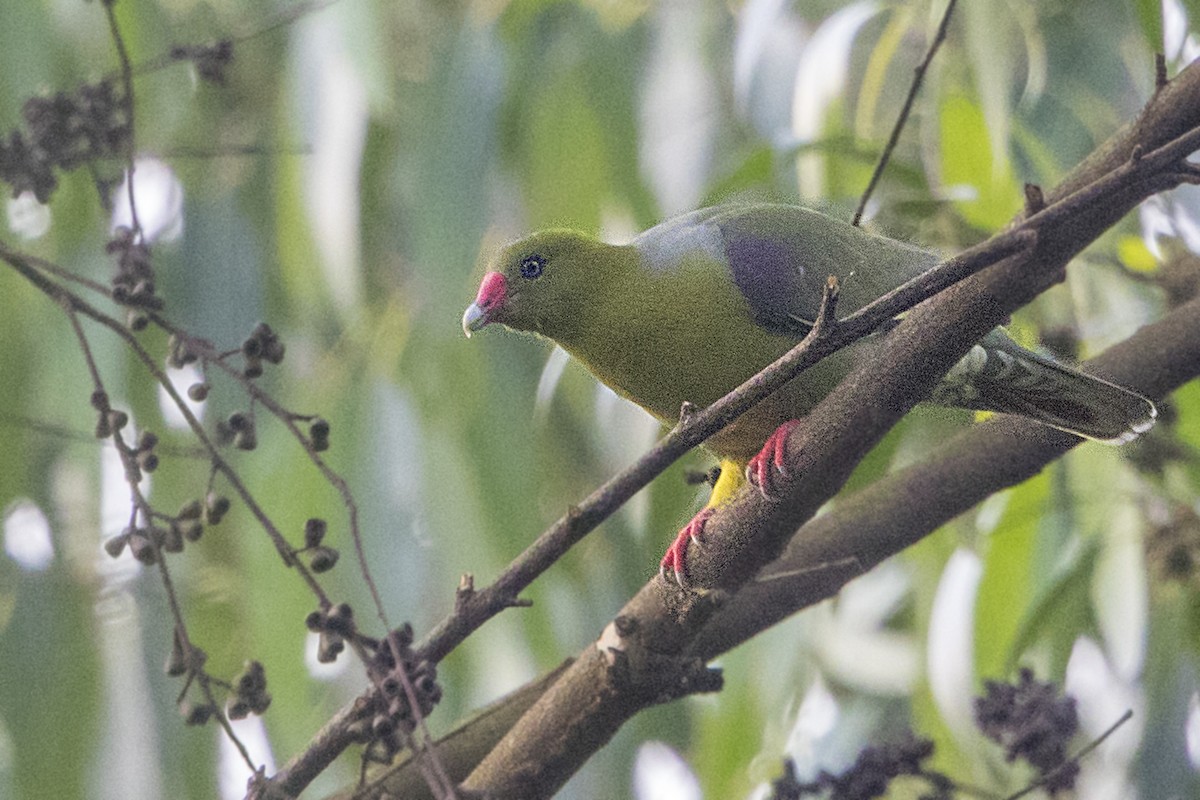 African Green-Pigeon - ML110408651