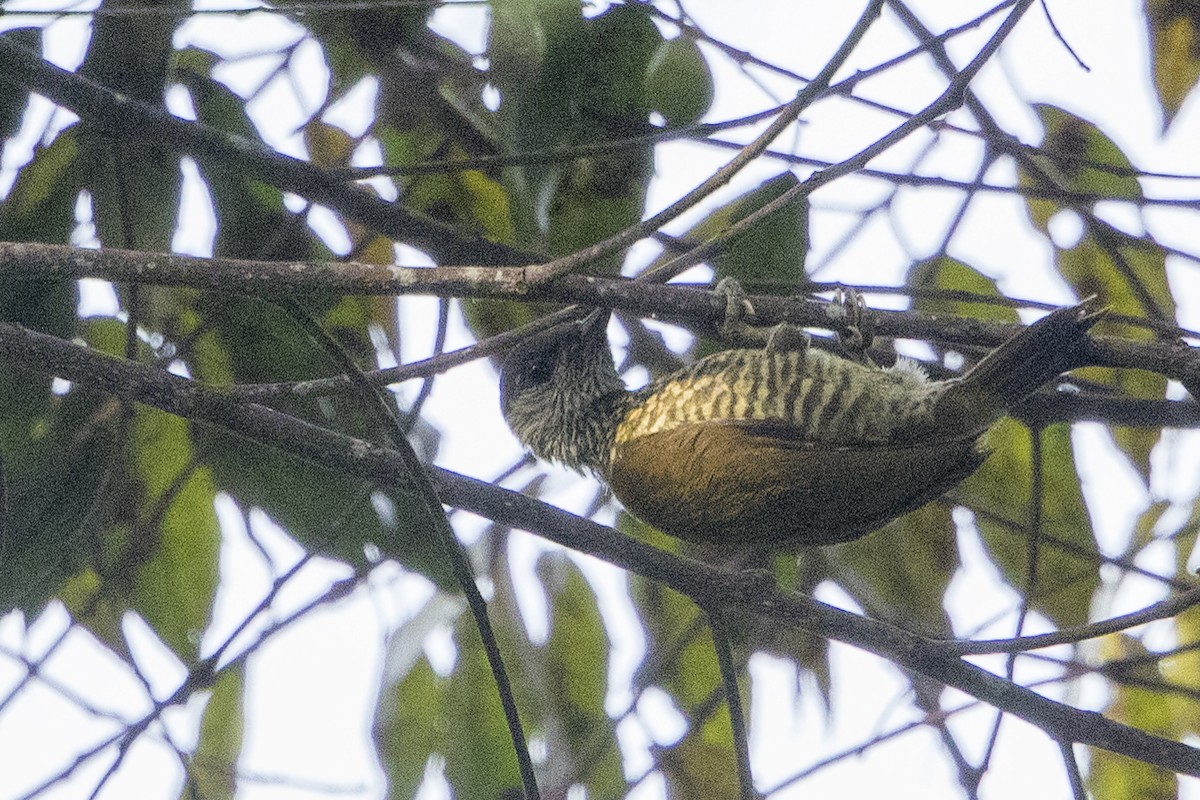 Buff-spotted Woodpecker - ML110408891