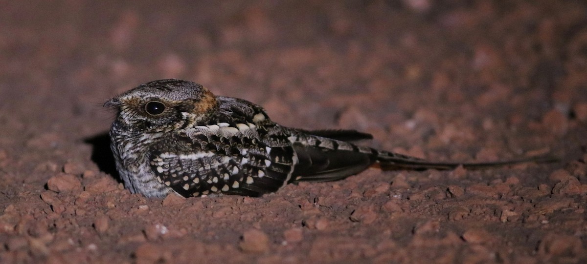Scissor-tailed Nightjar - Andre Moncrieff