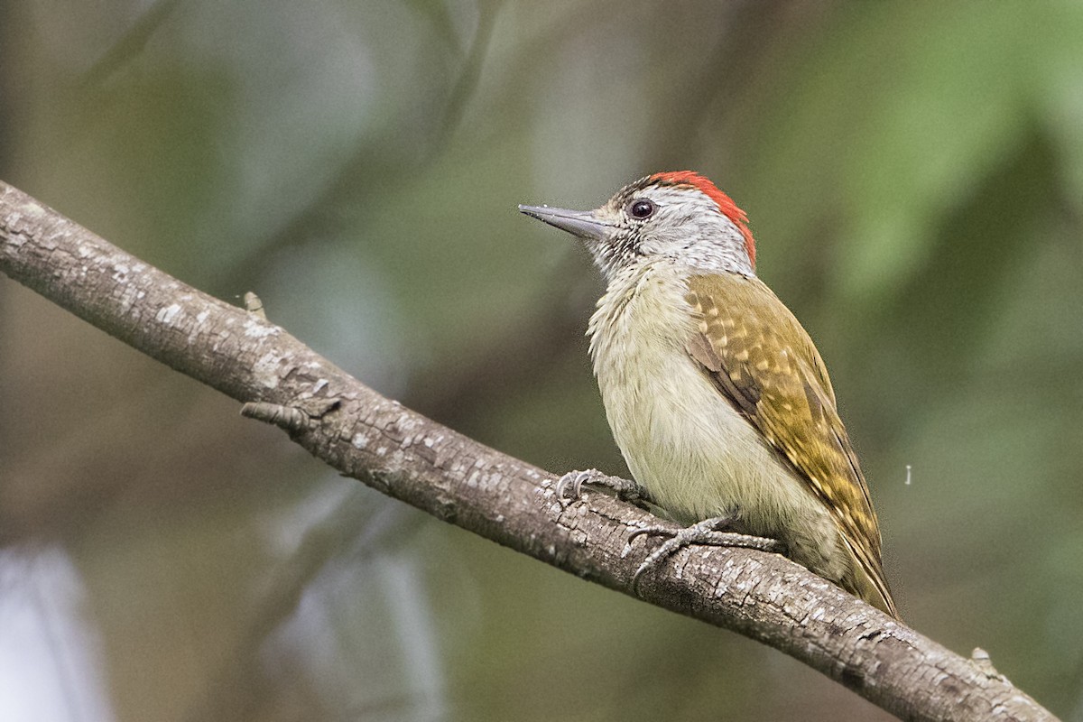 Speckle-breasted Woodpecker - Bradley Hacker 🦜