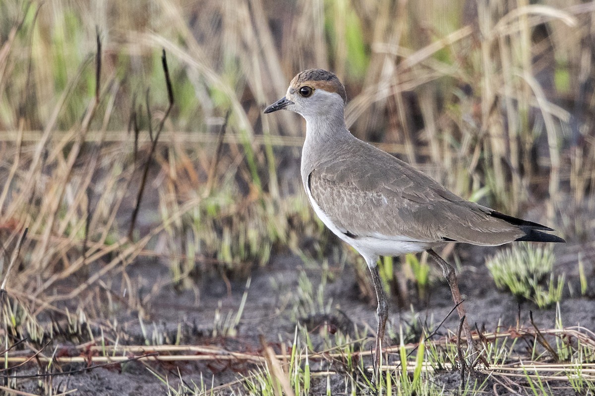 Brown-chested Lapwing - ML110410081