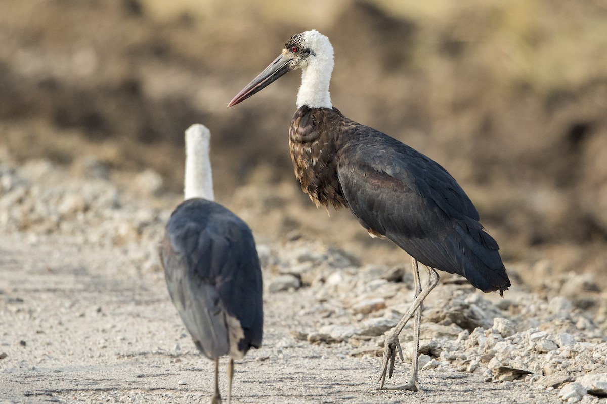 African Woolly-necked Stork - ML110410711