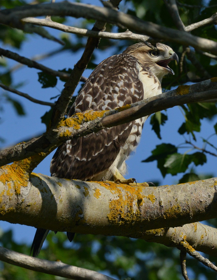 Red-tailed Hawk - ML110414821