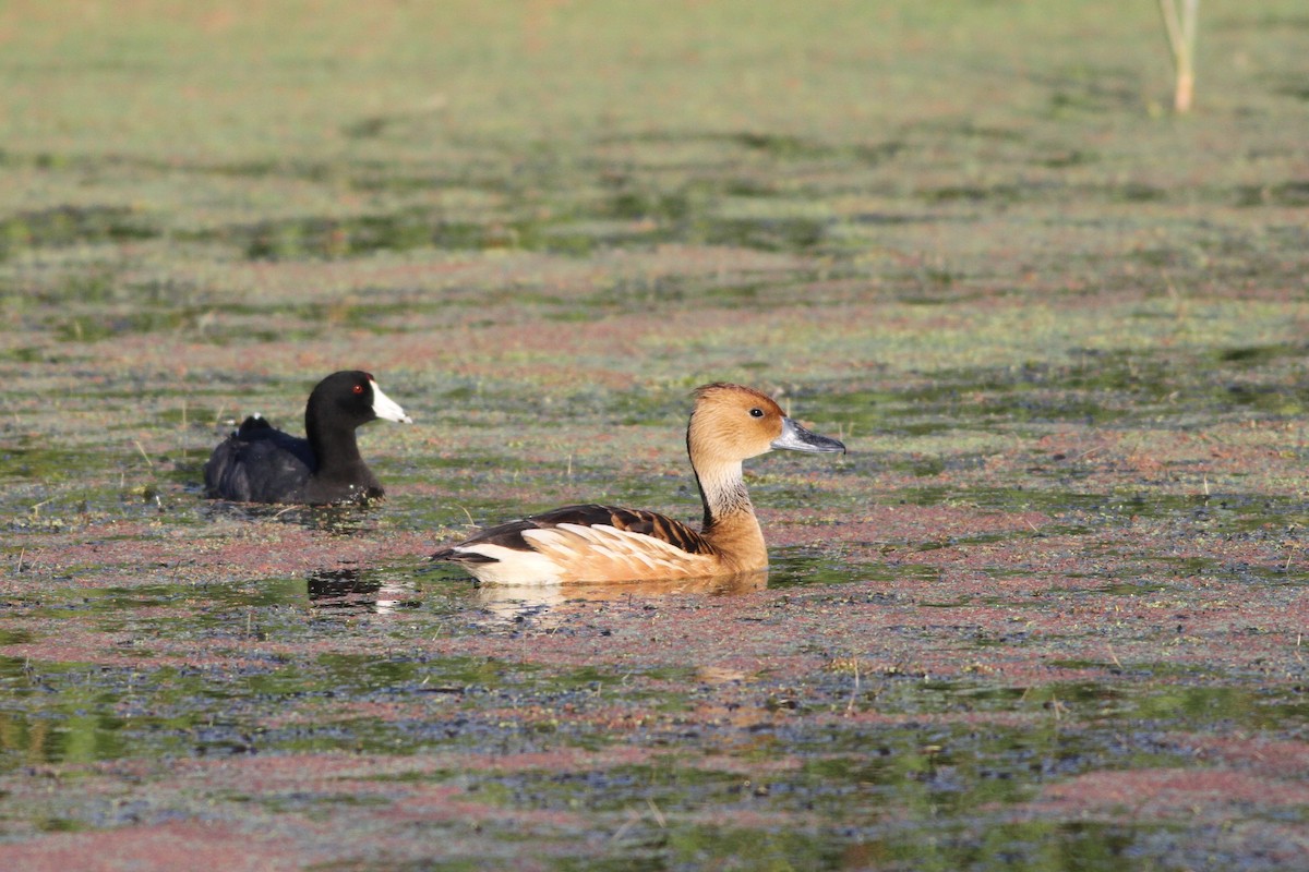 Fulvous Whistling-Duck - ML110416711