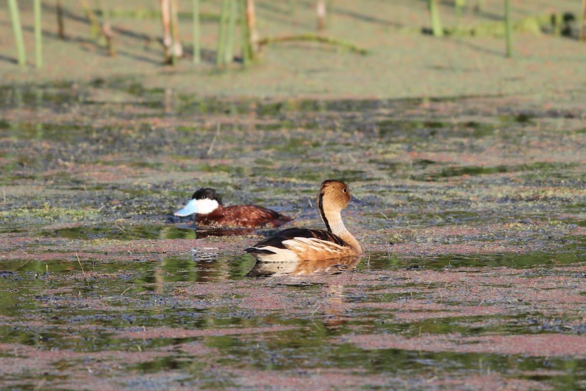 Fulvous Whistling-Duck - ML110416731