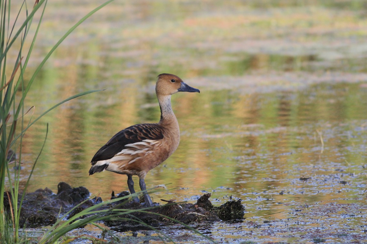 Fulvous Whistling-Duck - ML110416741