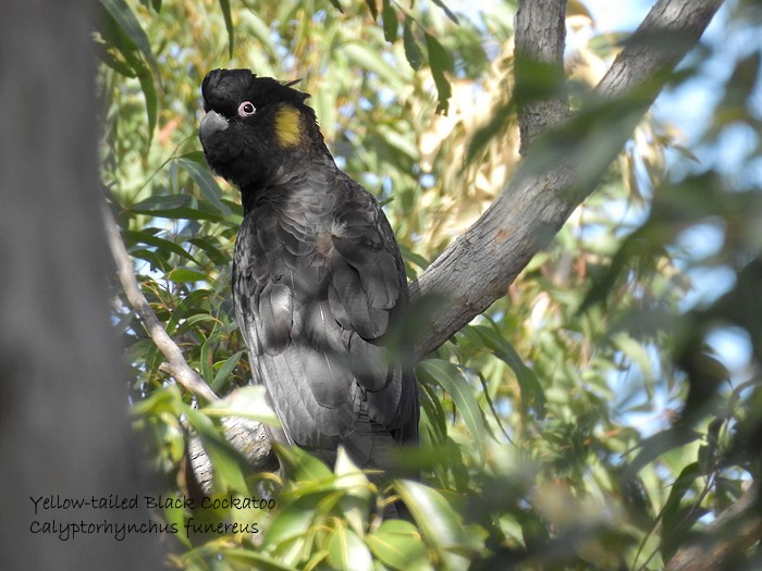 Yellow-tailed Black-Cockatoo - Marie Tarrant
