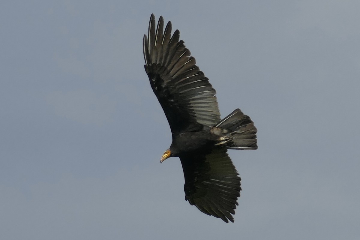 Greater Yellow-headed Vulture - ML110421921