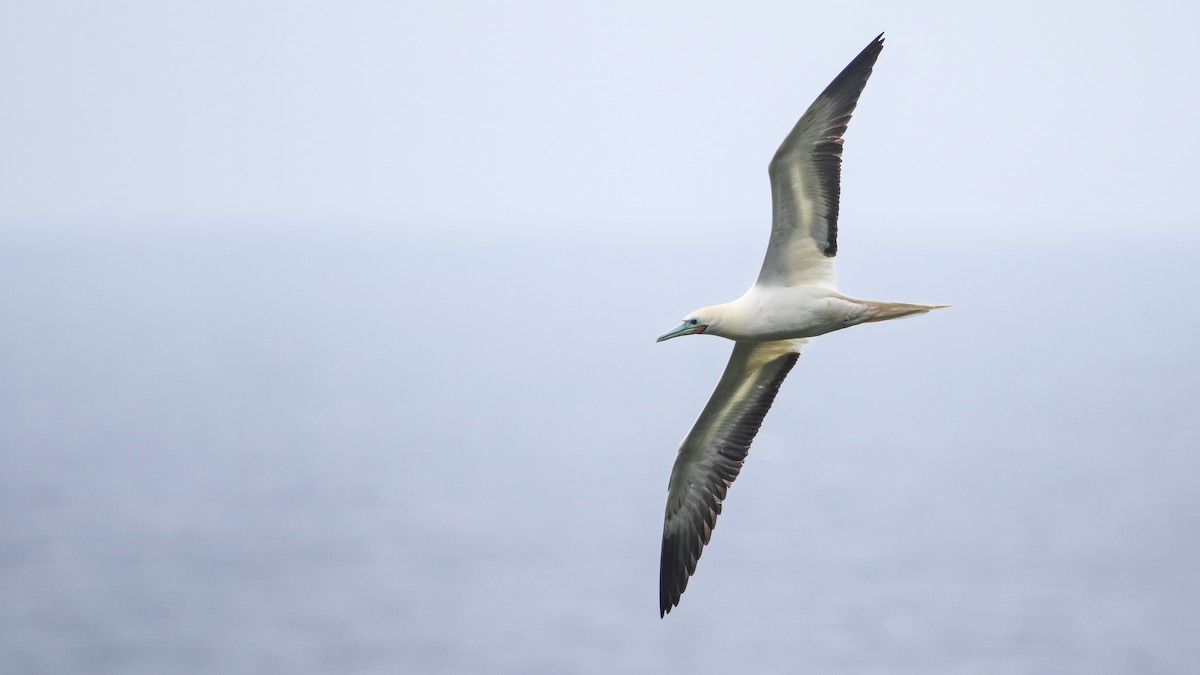 Red-footed Booby - ML110422331