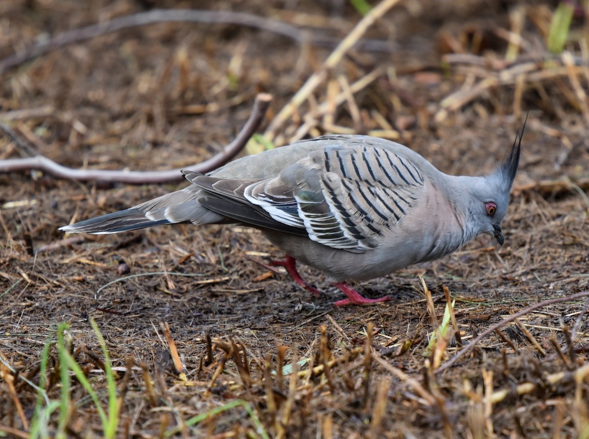 Crested Pigeon - ML110426361