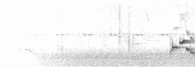 Каролинский крапивник - ML110428081