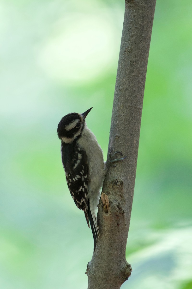 Downy Woodpecker - ML110432081