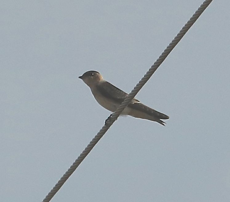Cave Swallow - ML110432121