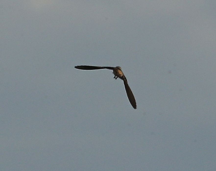 Cave Swallow - ML110432131
