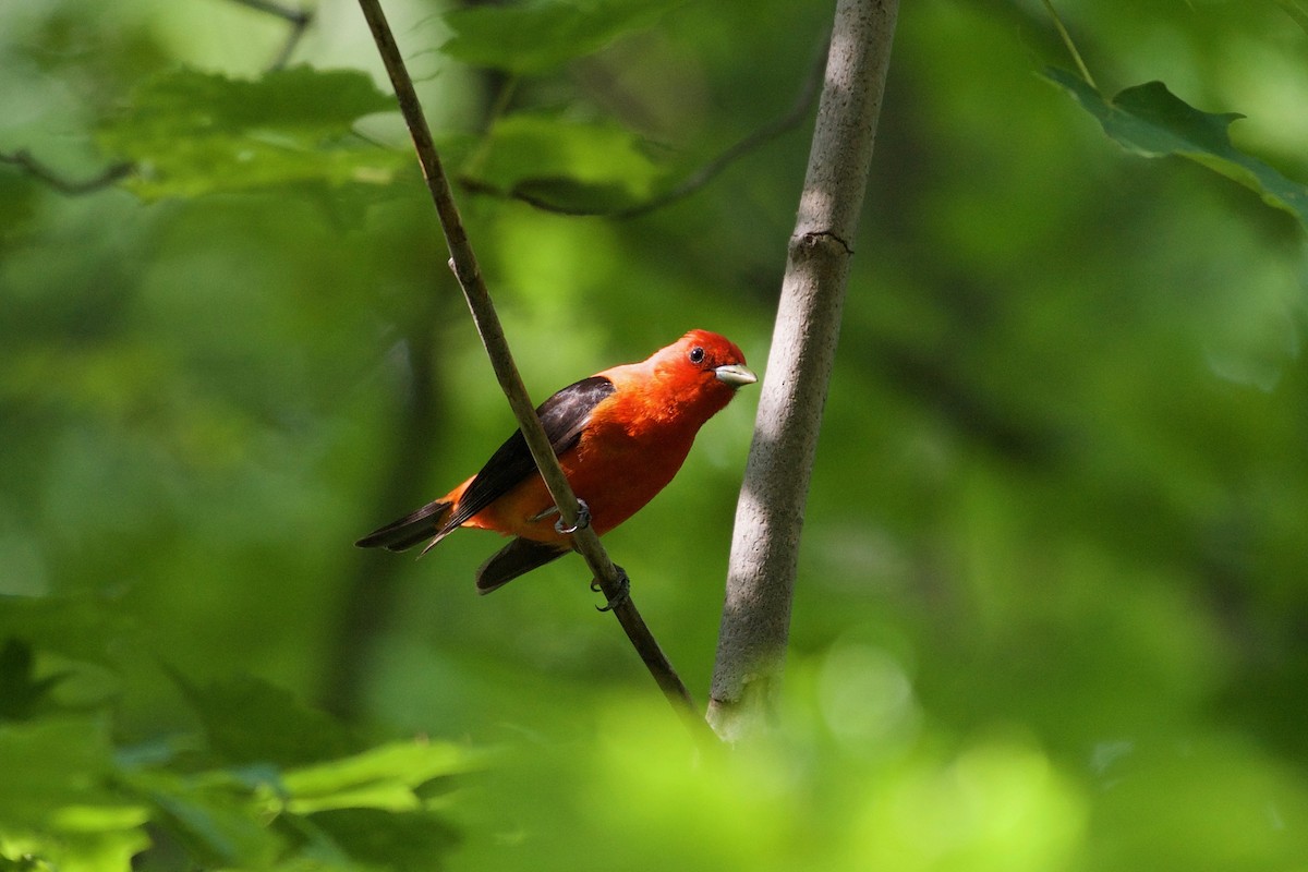 Scarlet Tanager - ML110432181