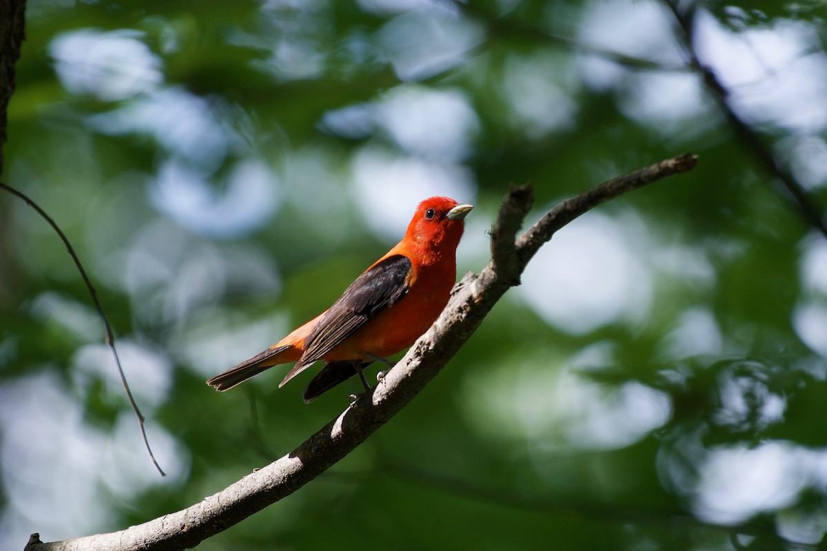 Scarlet Tanager - ML110432191