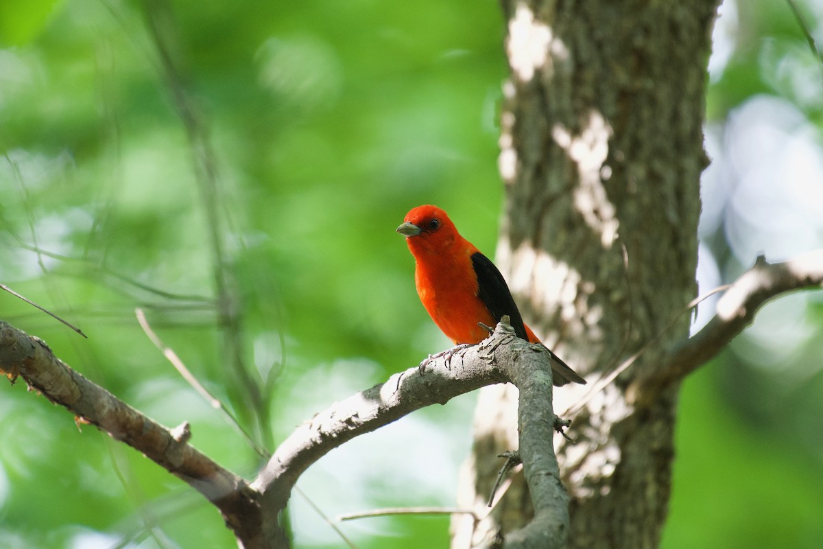 Scarlet Tanager - ML110432201
