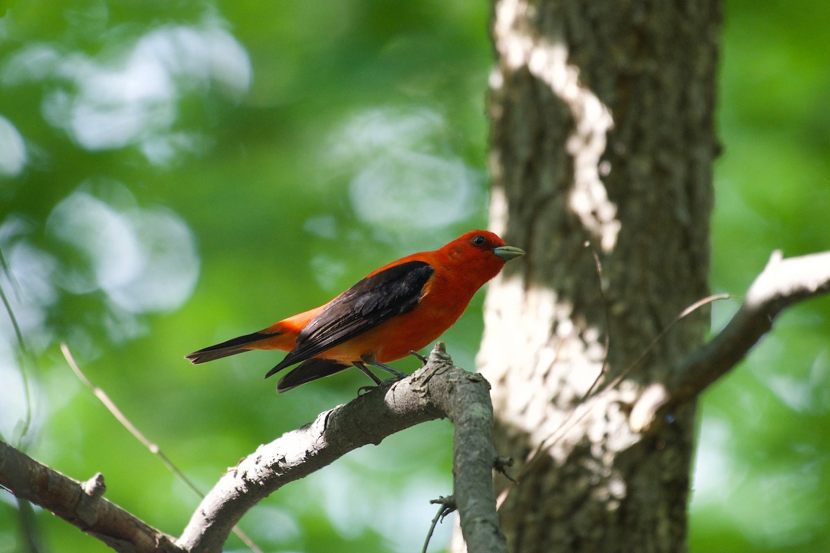 Scarlet Tanager - ML110432211