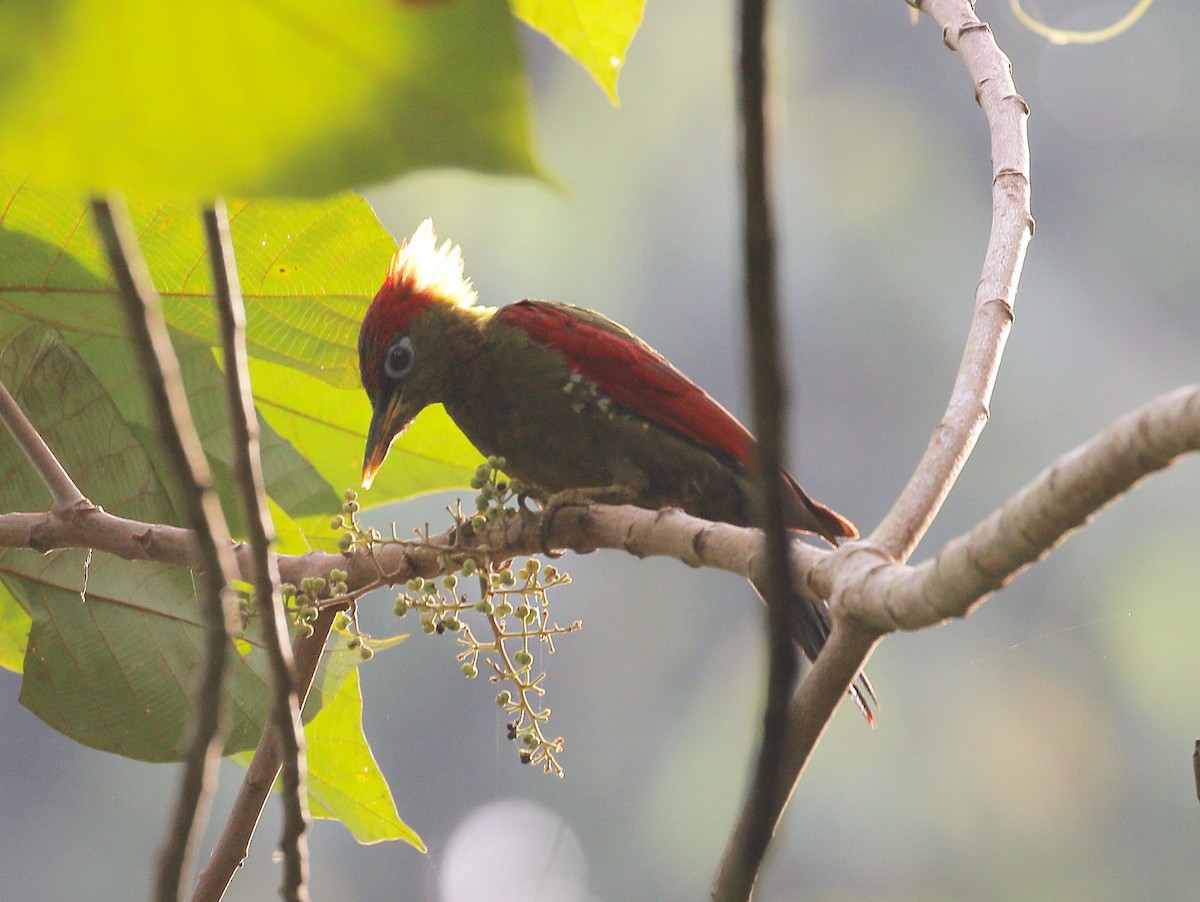 Crimson-winged Woodpecker - ML110437321