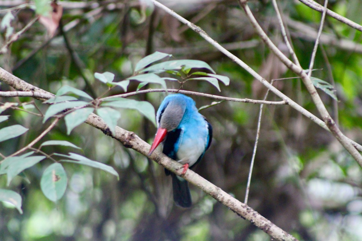 Blue-breasted Kingfisher - Bethany Kittredge