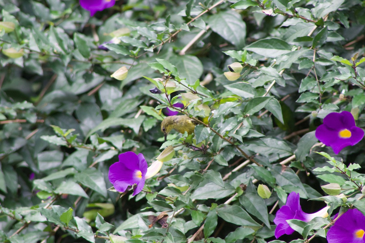 Olive-bellied Sunbird - Bethany Kittredge