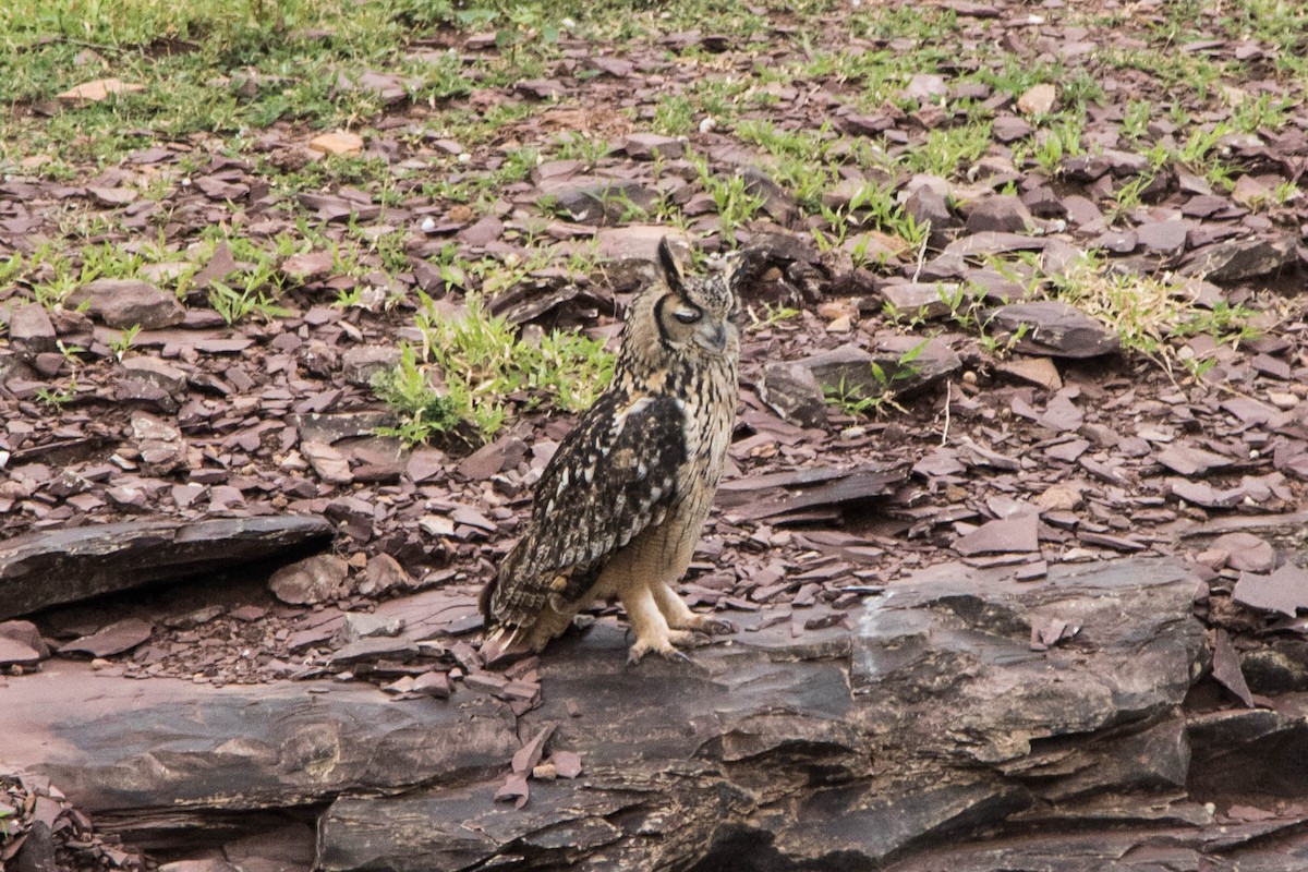 Rock Eagle-Owl - dhanapal kondasamy