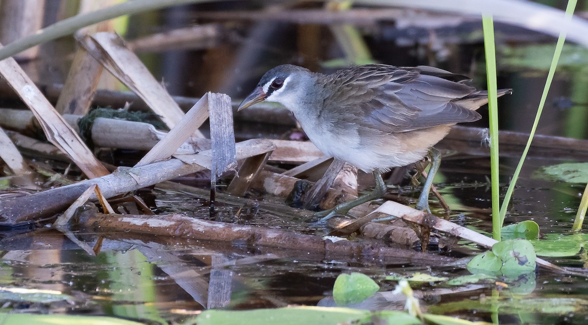White-browed Crake - Barry Deacon
