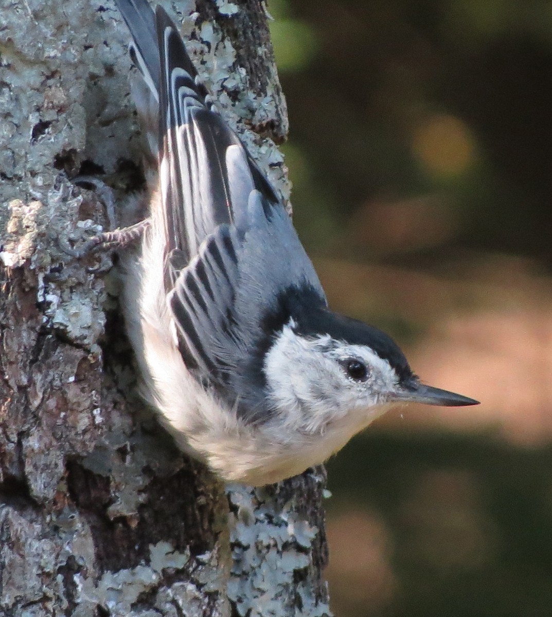 White-breasted Nuthatch - Amy Lawes