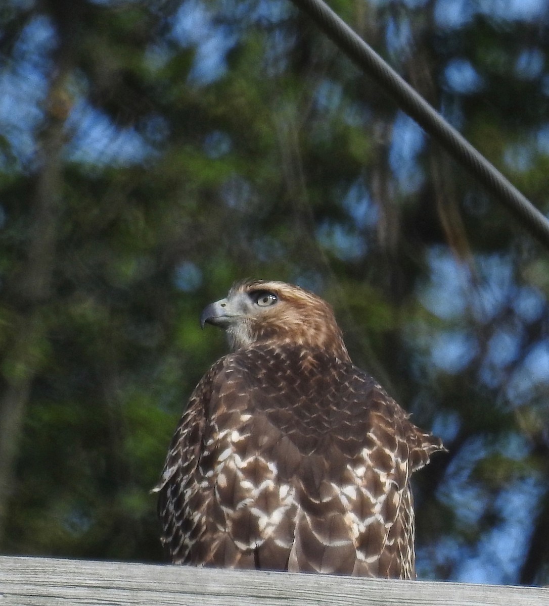 Red-tailed Hawk - Andrea Frary