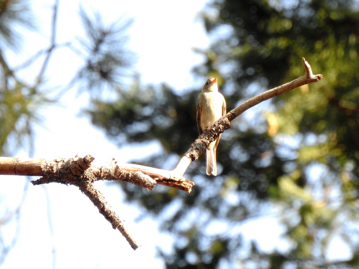 Greater Pewee - ML110452531