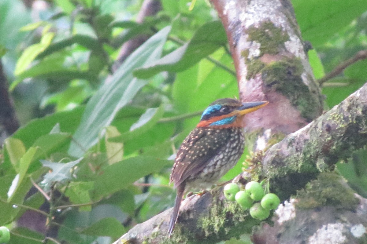 Spotted Kingfisher - ML110455641