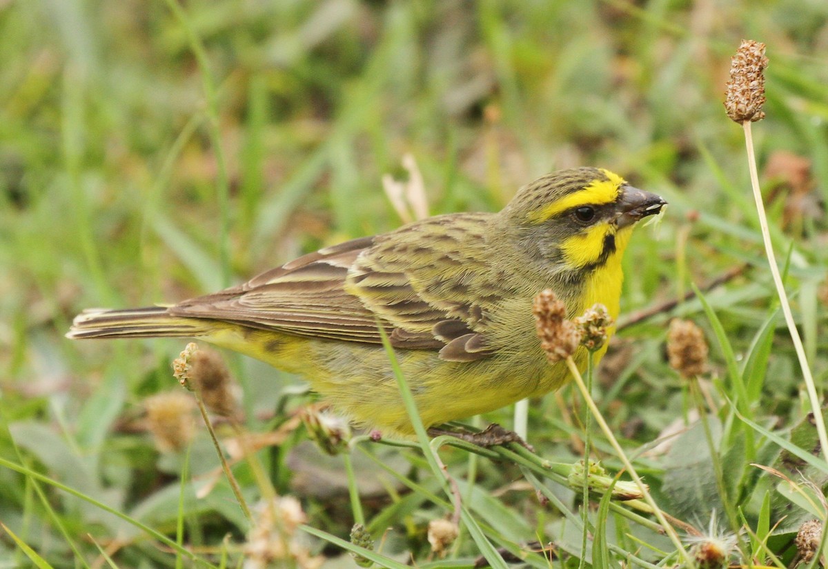 Yellow-fronted Canary - Marna Buys