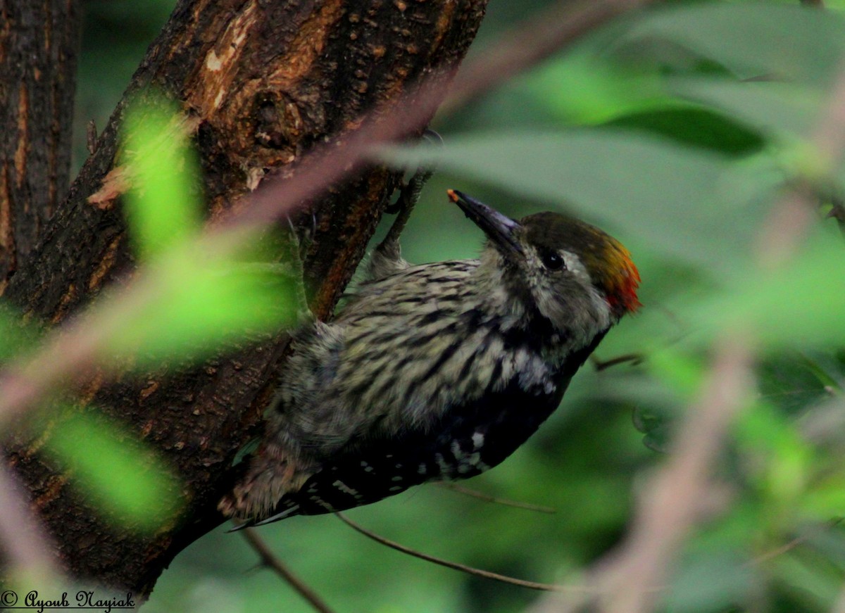 Brown-fronted Woodpecker - ML110458901